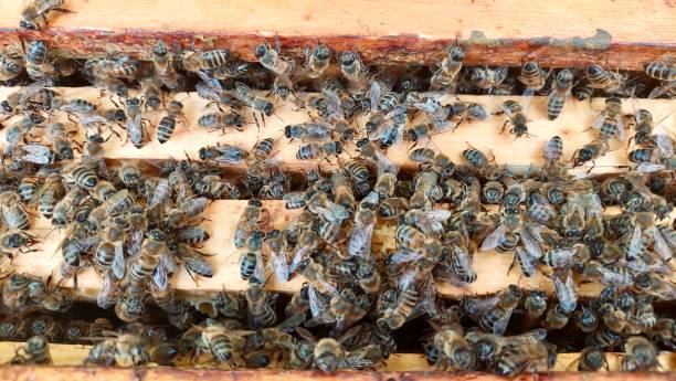 Honey bees on honeycomb frames in the hive. Close up photo stock photo