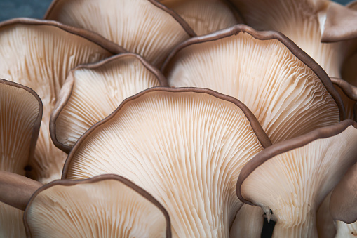 Fresh oyster mushrooms. Abstract nature background of delicious organic oyster mushrooms on old wooden background, top view with space for text.