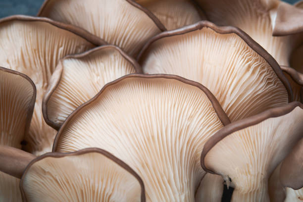 Fresh oyster mushrooms. Abstract nature background of delicious organic oyster mushrooms on old wooden background, top view with space for text. stock photo