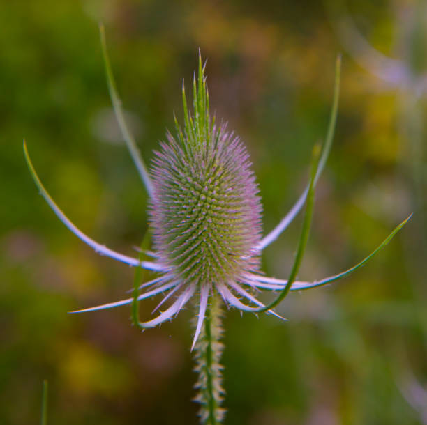 Flower;Bottle Brush Thistle-Miami County Indiana