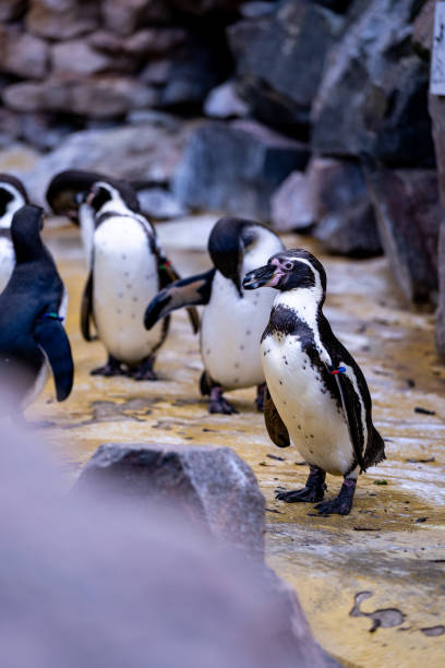 istock The penguin family 1387518201