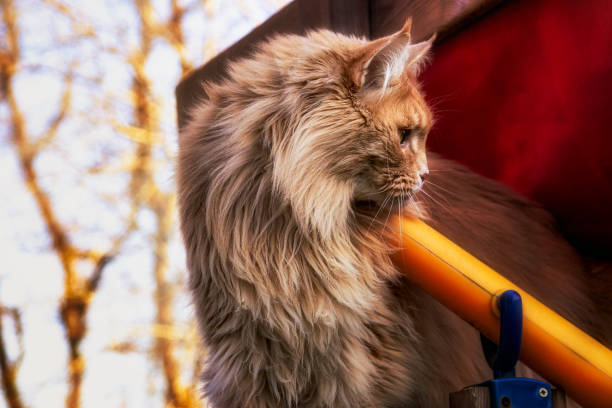 A beige Maine Coon cat sits on a play castle in fine weather