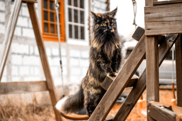 Proud Black Cat A proud black and brown maine coon cat poses on a ladder of a children's jungle gym in fine weather short haired maine coon stock pictures, royalty-free photos & images