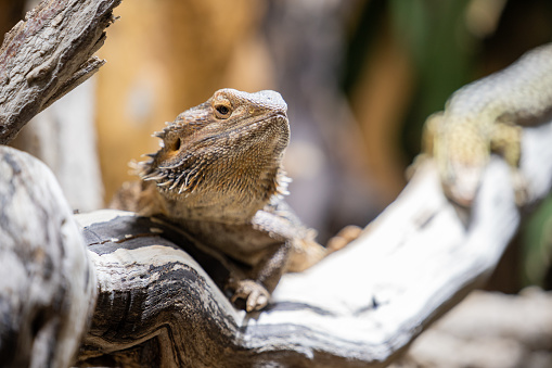 A bearded dragon on a branch in a terrarium