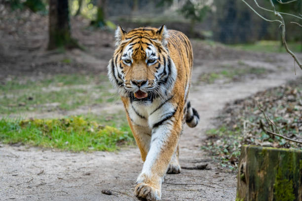istock The Siberian Tiger 1387519446