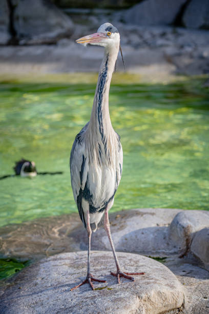 The gray heron A gray heron stands on a rock in a river and looks to the right big blue crane stock pictures, royalty-free photos & images