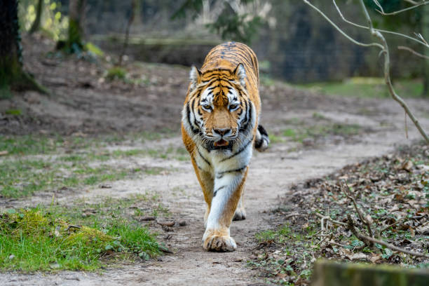 istock The Siberian Tiger 1387519460