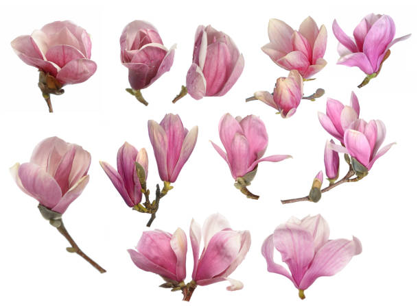 istock Pink magnolia flowers 1387520604