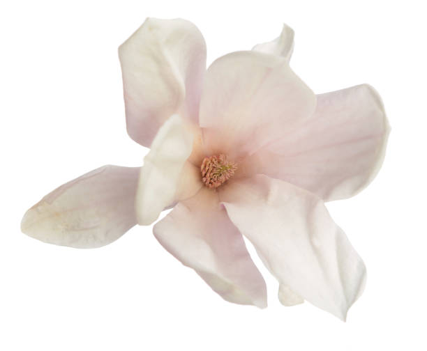 istock Pink magnolia flowers 1387520670