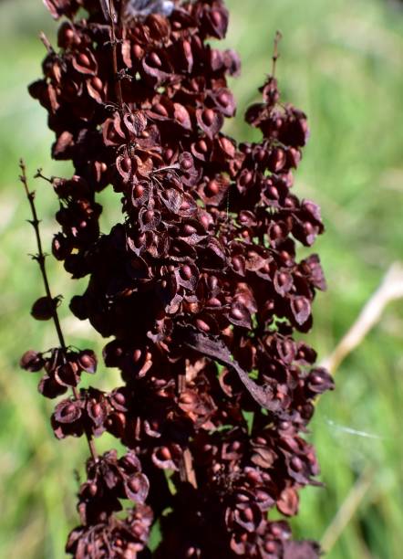 Rumex crispus dry plant after flowering. Munilla, La Rioja. rumex crispus stock pictures, royalty-free photos & images