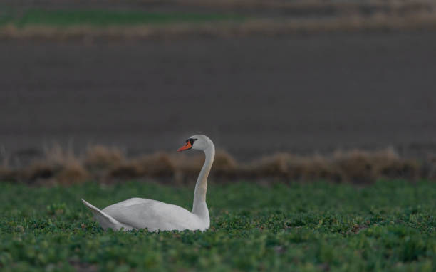 istock Swan on green field after sunset in spring nice evening 1387521814