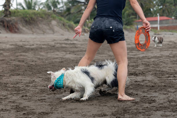 istock white collie dog playing with frisbee on the beach 1387521836