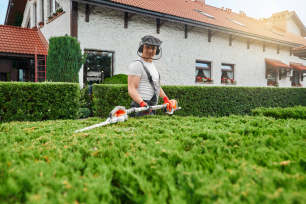 istock Gardener using electric trimmer for shaping bushes 1387521926