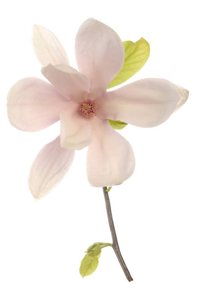 istock Pink magnolia flowers 1387521940