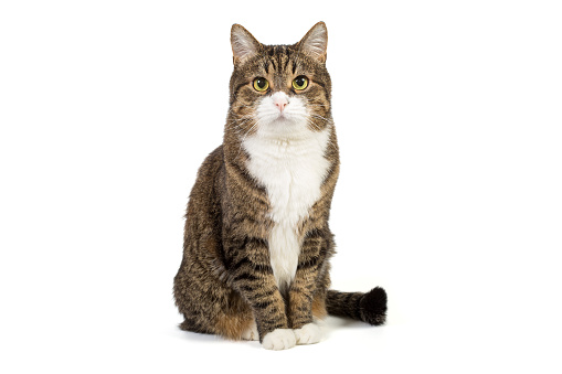 Large and serious grey cat, isolated on a white background