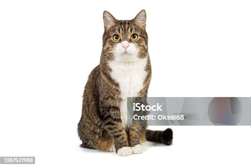 istock Large and serious grey cat 1387521988
