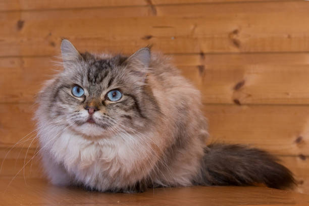 istock Beautiful gray cat with blue eyes 1387521994