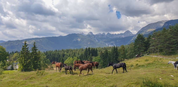 Herd of beautiful horses grazing at Pokljuka mountain in Triglav national park on sunny day. In background mountain range.