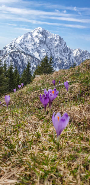 istock Purple Crocus against snowcapped mountain 1387522112