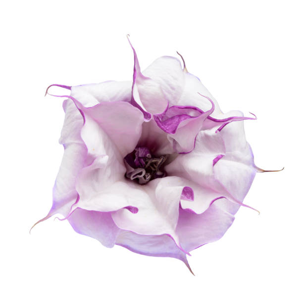 одиночный цветок дурмана - metel стоковые фото и изображения