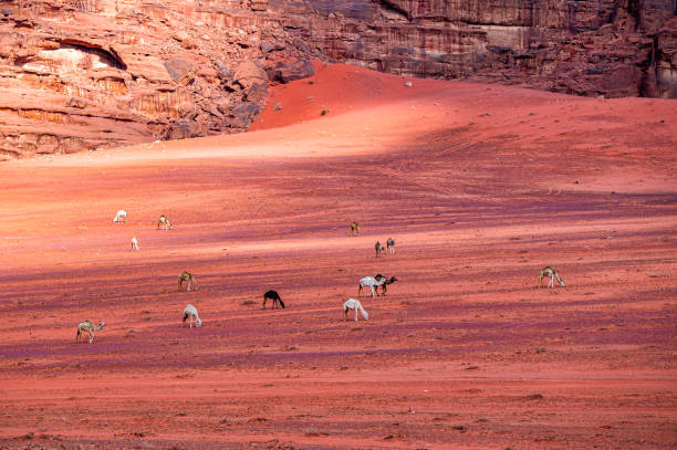 istock Extraordinary mountain desert landscape, Wadi Rum Protected Area, Jordan. 1387522433