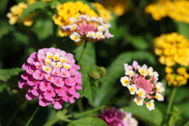 istock Pink Lantana Camara Flowers 1387523096