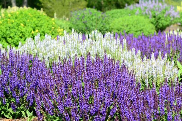 istock Purple meadow sage flowers 1387523152