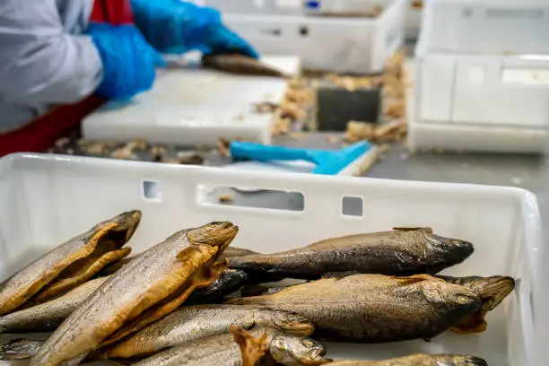 Photo of Worker is cleaning pack of  filet salmon trout fish in industrial fish production facility