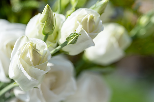 A bunch of white roses in bloom in a natural garden setting with shallow depth of field.