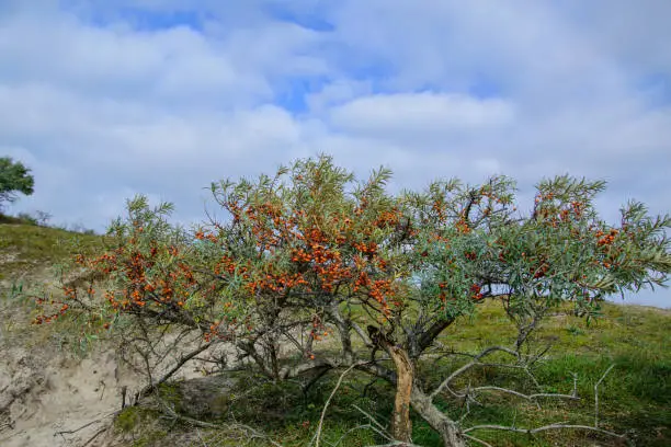 The East Frisian island of Borkum in October with paths through the dune landscape. This part of the island belongs to the Wadden Sea National Park. Here is a bush with ripe sea buckthorn berries.