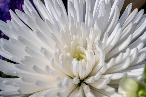 White Chrysanthemum l, extreme close up