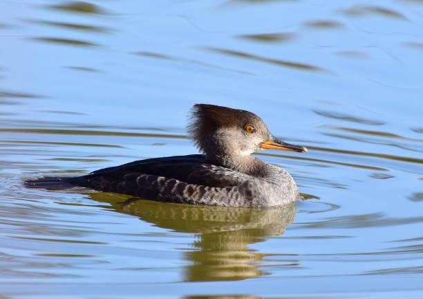 istock Golden Morning Duck 1387524345