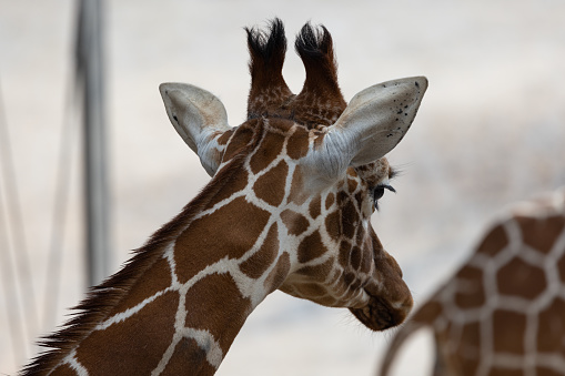 Wonderful portrait of a giraffe,