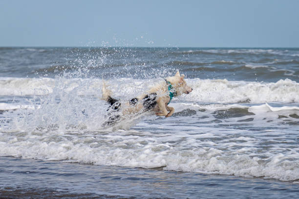 istock happy almost white dog running and playing on the beach 1387525911