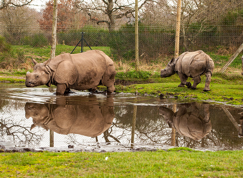 Mother and baby rhino at West Midlands safari in the water with reflections