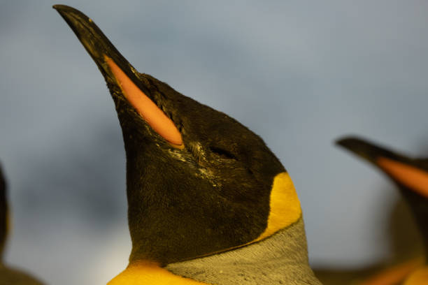 ein porträt eines königspinguins, auch aptenodytes patagonicus genannt. was für ein schönes tier, das vor allem in der antarktis zu finden ist. - antarctica penguin bird animal stock-fotos und bilder