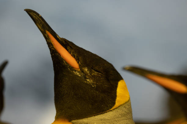 ein porträt eines königspinguins, auch aptenodytes patagonicus genannt. was für ein schönes tier, das vor allem in der antarktis zu finden ist. - antarctica penguin bird animal stock-fotos und bilder