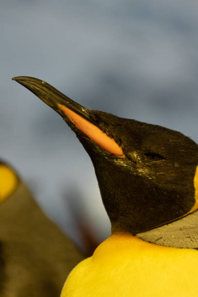 ein porträt eines königspinguins, auch aptenodytes patagonicus genannt. was für ein schönes tier, das vor allem in der antarktis zu finden ist. - antarctica penguin bird animal stock-fotos und bilder