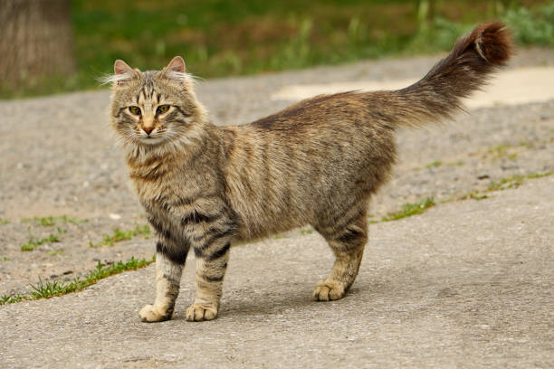 istock Wild cat in the park looking straight. 1387528087