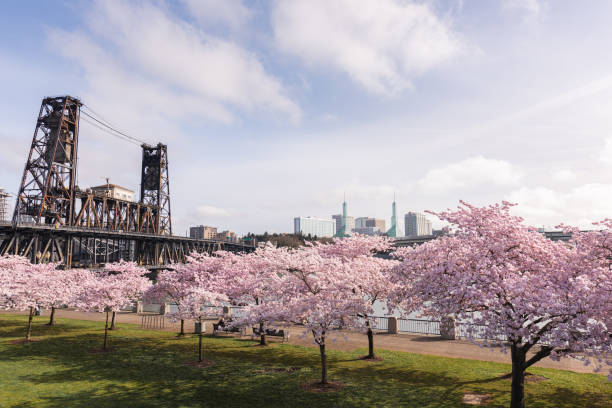 spring cherry blossoms at waterfront park in portland oregon - portland oregon oregon waterfront city imagens e fotografias de stock