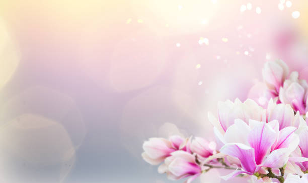 istock Blossoming pink magnolia tree Flowers 1387529662