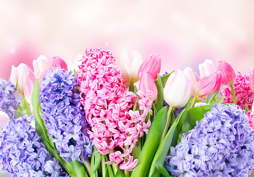 Bunch of hyacinth blue and pink fresh flowers over garden pink background