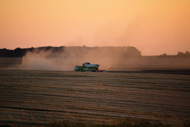 máquina cosechadora trabajando en campo al atardecer. - morning cereal plant fog corn crop fotografías e imágenes de stock