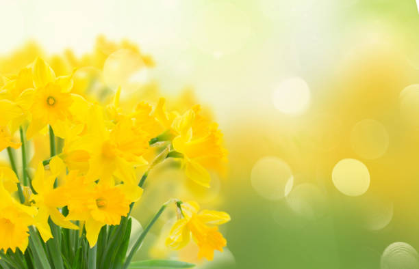 narcisse jaune printemps - daffodil bouquet isolated on white petal photos et images de collection