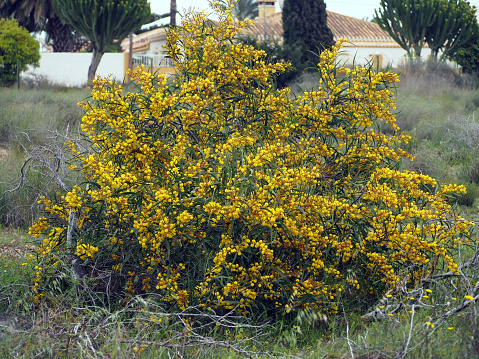 Acacia confusa, shrub plant with long green leaves and small yellow flowers