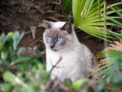 Tai cat, sitting under the palm tree, looks past the camera