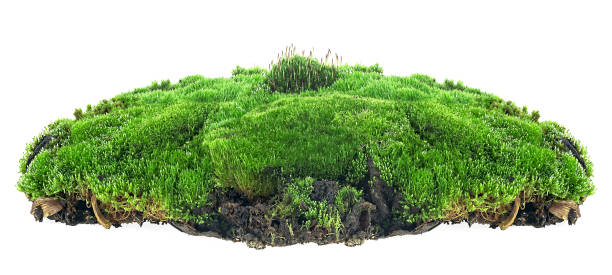 Green mossy hill with grass isolated on a white background