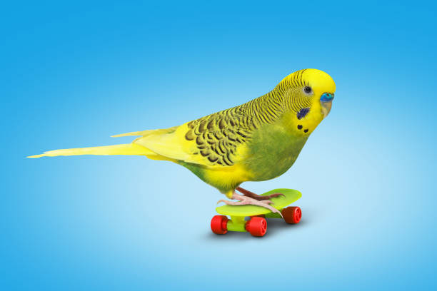 istock Lime yellow wavy parrot with plastic toy skateboard on blue background 1387539711