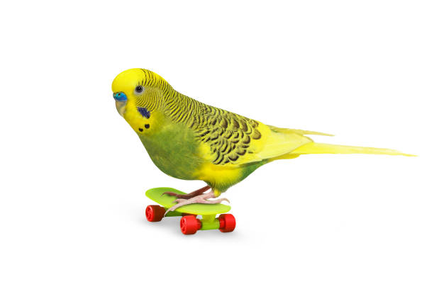 istock Sky blue wavy parrot with plastic toy skateboard isolated on white background 1387539719