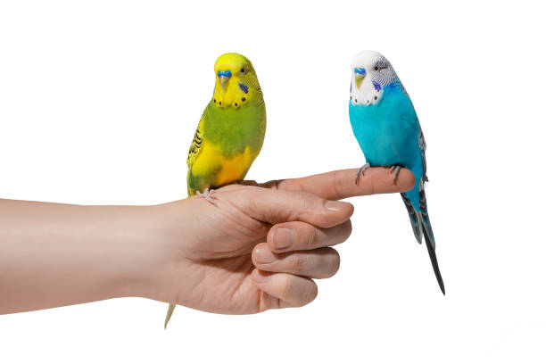 istock Two blue and yellow wavy parrots sitting on hand isolated on white background 1387539775